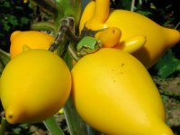 カエルのひなたぼっこ