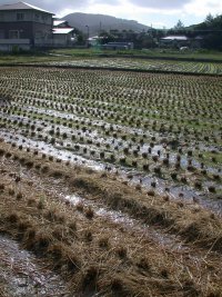 日がさしてきました
