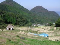 今日の石部棚田