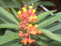 アスクレピアス