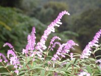 アメジストセージ