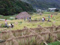 棚田稲刈り