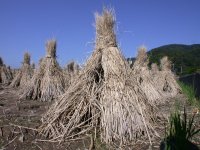 稲こきが始まりました