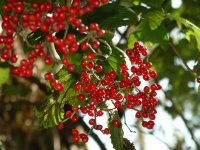 ガマズミ（松崎ではヨードメと呼ばれています）