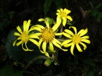 町の花「ツワブキ」が咲き始めました