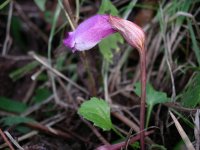 ナンバンギセル