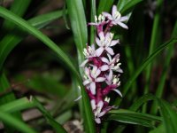 キチジョウソウ