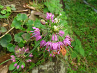 ヤマラッキョウ