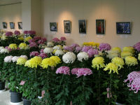 菊花展