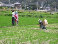 中耕地のカカシ