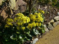 棚田のつわぶき