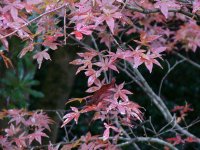 牛原山木の実園