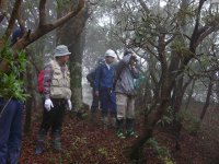 シャクナゲ保護現地検討会