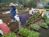 建久寺花壇植替え