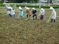 那賀花畑種まき