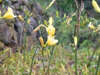 棚田のヘメロカリス