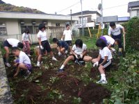 中川小学校芋掘り