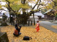 伊那下神社のイチョウ