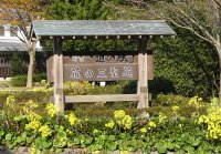 三聖苑ツワブキ