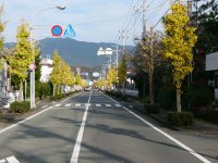 国道沿いのイチョウ