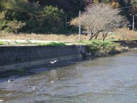 岩科川のカモ