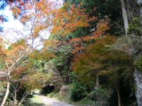 高野山紅葉