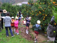 岩科幼稚園ポンカン狩り