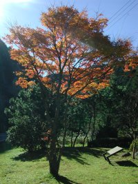 バサラ峠紅葉