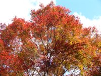 長九郎山の紅葉