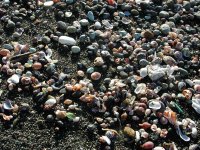 松崎海岸の貝殻
