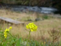菜の花