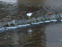 セグロセキレイ