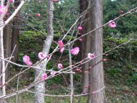 牛原山の梅