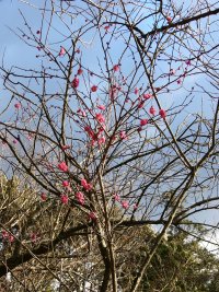 牛原山の梅
