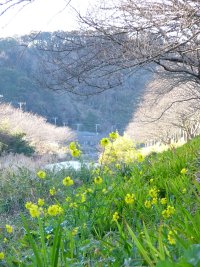 那賀川沿いの菜の花