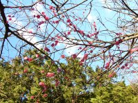 牛原山梅園の梅