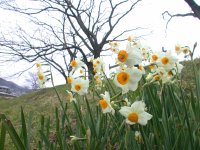 岩科川土手のスイセン