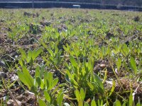 那賀花畑の状況