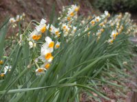 道部岩地線のスイセン