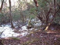 長九郎山山頂の雪