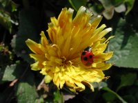 タンポポとテントウムシ