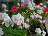 役場前のゼラニューム