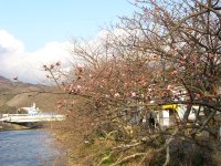しんしま橋付近の寒桜