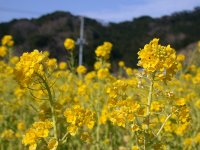 菜の花