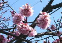 しんしま橋桜