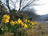 南郷のスイセン