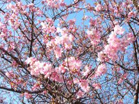 伏倉土手の桜