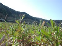 田んぼをつかった花畑