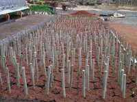 酔芙蓉の挿し木