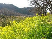 那賀川の菜の花